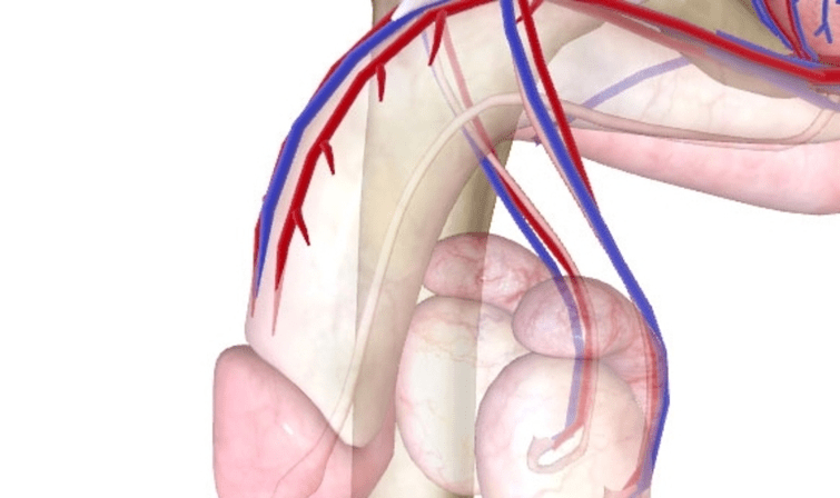 Mahina ang suplay ng dugo sa titi