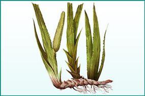 Pangkalahatang pagpapalakas at potency-enhancing calamus